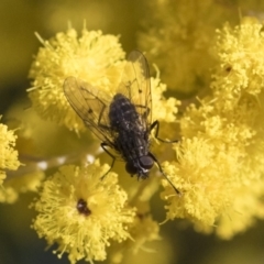 Helina sp. (genus) (Muscid fly) at Higgins, ACT - 28 Aug 2019 by AlisonMilton