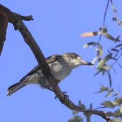 Cracticus torquatus (Grey Butcherbird) at Higgins, ACT - 28 Feb 2020 by Alison Milton