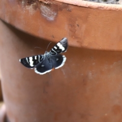 Phalaenoides glycinae (Grapevine Moth) at Cook, ACT - 2 Mar 2020 by Tammy