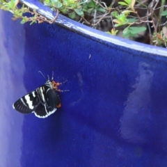 Phalaenoides glycinae at Cook, ACT - 2 Mar 2020