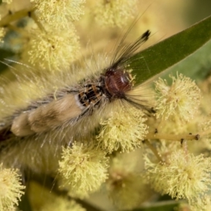 Orgyia anartoides at Acton, ACT - 27 Sep 2019