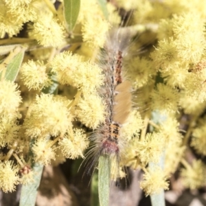 Orgyia anartoides at Acton, ACT - 27 Sep 2019