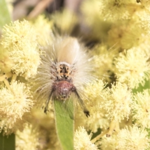 Orgyia anartoides at Acton, ACT - 27 Sep 2019 09:49 AM