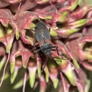 Oncopeltus (Oncopeltus) sordidus at Acton, ACT - 27 Sep 2019