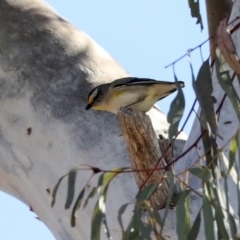 Pardalotus striatus (Striated Pardalote) at Bruce Ridge - 30 Sep 2019 by AlisonMilton