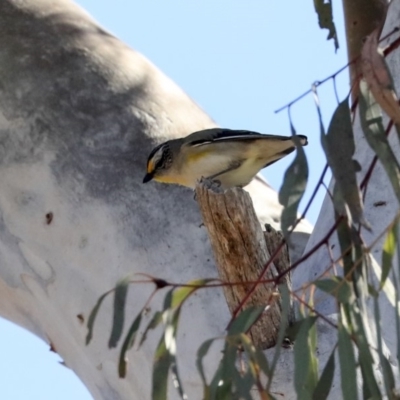 Pardalotus striatus (Striated Pardalote) at Bruce Ridge to Gossan Hill - 30 Sep 2019 by AlisonMilton