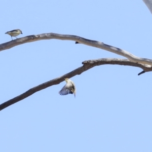 Pardalotus striatus at Bruce, ACT - 30 Sep 2019 01:33 PM