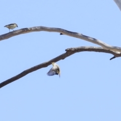 Pardalotus striatus at Bruce, ACT - 30 Sep 2019