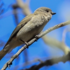 Pachycephala pectoralis (Golden Whistler) at Bruce Ridge - 30 Sep 2019 by AlisonMilton