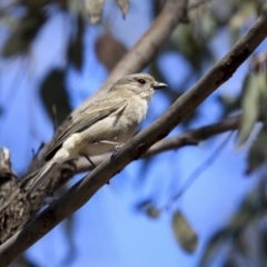 Pachycephala pectoralis at Bruce, ACT - 30 Sep 2019 01:54 PM