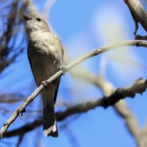 Pachycephala pectoralis at Bruce, ACT - 30 Sep 2019 01:54 PM