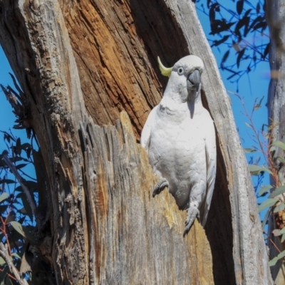Cacatua galerita (Sulphur-crested Cockatoo) at Gossan Hill - 30 Sep 2019 by AlisonMilton