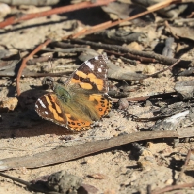 Vanessa kershawi (Australian Painted Lady) at Bruce Ridge to Gossan Hill - 30 Sep 2019 by AlisonMilton