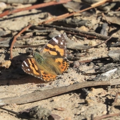Vanessa kershawi (Australian Painted Lady) at Bruce, ACT - 30 Sep 2019 by AlisonMilton