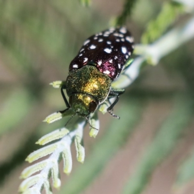 Diphucrania leucosticta (White-flecked acacia jewel beetle) at The Pinnacle - 27 Feb 2020 by AlisonMilton