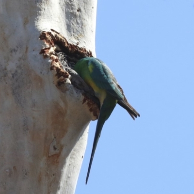 Psephotus haematonotus (Red-rumped Parrot) at Bruce, ACT - 30 Sep 2019 by AlisonMilton