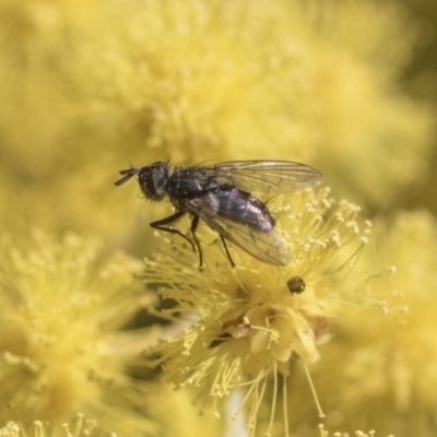 Unidentified True fly (Diptera) at Higgins, ACT - 28 Aug 2019 by AlisonMilton