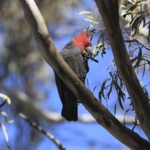 Callocephalon fimbriatum at Bruce, ACT - suppressed