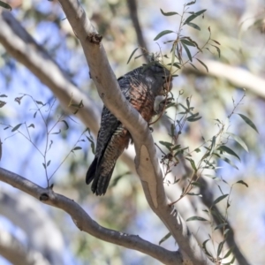 Callocephalon fimbriatum at Bruce, ACT - suppressed