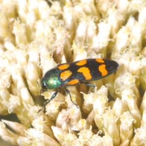 Castiarina montigena at Kosciuszko National Park, NSW - 28 Feb 2020