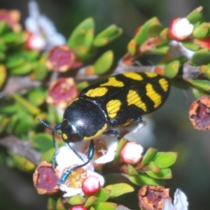 Castiarina octospilota at Kosciuszko National Park, NSW - 29 Feb 2020