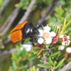 Castiarina rufipennis at Kosciuszko National Park, NSW - 29 Feb 2020
