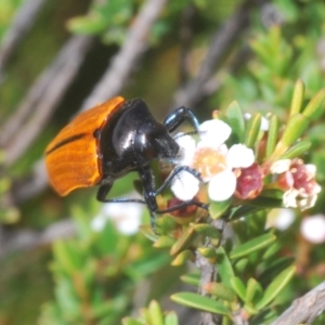 Castiarina rufipennis at Kosciuszko National Park, NSW - 29 Feb 2020