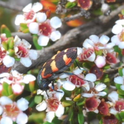 Castiarina sexplagiata (Jewel beetle) at Kosciuszko National Park, NSW - 29 Feb 2020 by Harrisi