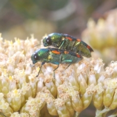 Castiarina flavoviridis at Kosciuszko National Park, NSW - 29 Feb 2020