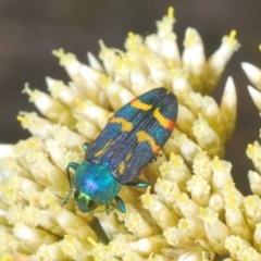 Castiarina flavoviridis at Kosciuszko National Park, NSW - 29 Feb 2020