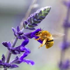 Amegilla (Asaropoda) bombiformis (Teddy Bear Bee) at Penrose, NSW - 22 Feb 2020 by Aussiegall