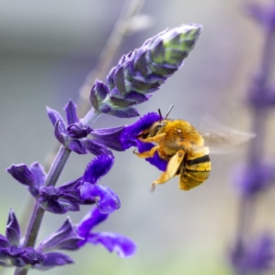 Amegilla (Asaropoda) bombiformis (Teddy Bear Bee) at Wingecarribee Local Government Area - 22 Feb 2020 by Aussiegall