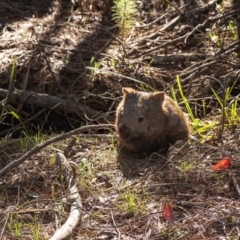 Vombatus ursinus (Common wombat, Bare-nosed Wombat) at Penrose, NSW - 19 Feb 2020 by Aussiegall