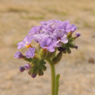 Heliotropium amplexicaule (Blue Heliotrope) at Chakola, NSW - 26 Dec 2019 by MichaelBedingfield