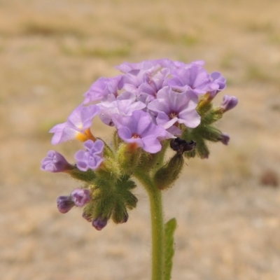 Heliotropium amplexicaule (Blue Heliotrope) at Chakola, NSW - 25 Dec 2019 by michaelb