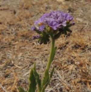 Heliotropium amplexicaule at Chakola, NSW - 26 Dec 2019 12:00 AM