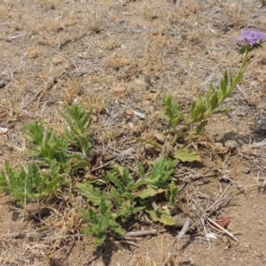 Heliotropium amplexicaule at Chakola, NSW - 26 Dec 2019 12:00 AM