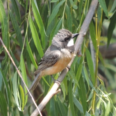 Pachycephala rufiventris (Rufous Whistler) at Chakola, NSW - 26 Dec 2019 by MichaelBedingfield