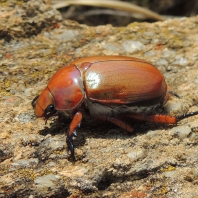 Anoplognathus montanus (Montane Christmas beetle) at Chakola, NSW - 26 Dec 2019 by MichaelBedingfield