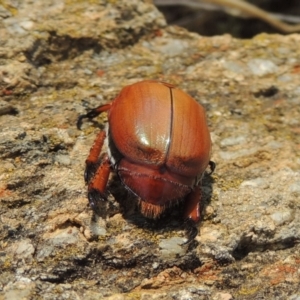 Anoplognathus montanus at Chakola, NSW - 26 Dec 2019