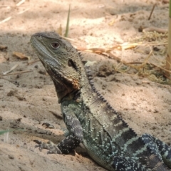 Intellagama lesueurii howittii (Gippsland Water Dragon) at Chakola, NSW - 26 Dec 2019 by MichaelBedingfield