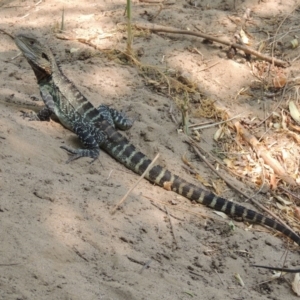 Intellagama lesueurii howittii at Chakola, NSW - 26 Dec 2019