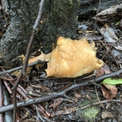 Unidentified Cup or disk - with no 'eggs' at Quaama, NSW - 4 Mar 2020 by FionaG