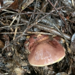 Tylopilus sp. (A Bolete) at Quaama, NSW - 4 Mar 2020 by FionaG