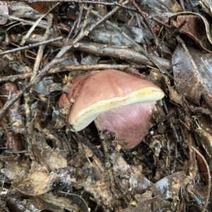 Tylopilus sp. at Quaama, NSW - 5 Mar 2020