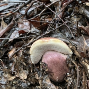 Tylopilus sp. at Quaama, NSW - 5 Mar 2020