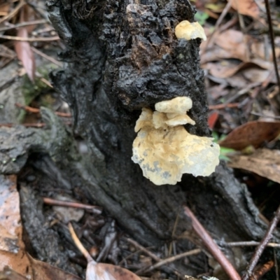 Unidentified Cup or disk - with no 'eggs' at Quaama, NSW - 4 Mar 2020 by FionaG