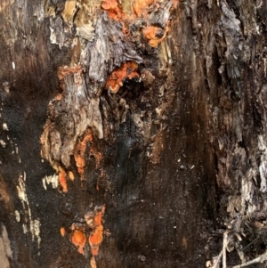 Trametes coccinea at Quaama, NSW - 5 Mar 2020