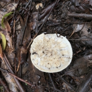 Amanita sp. at Quaama, NSW - 5 Mar 2020