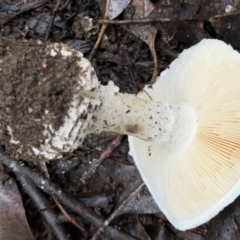 Amanita sp. at Quaama, NSW - 5 Mar 2020 10:26 AM